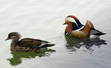 mandarin_ducks_couple
